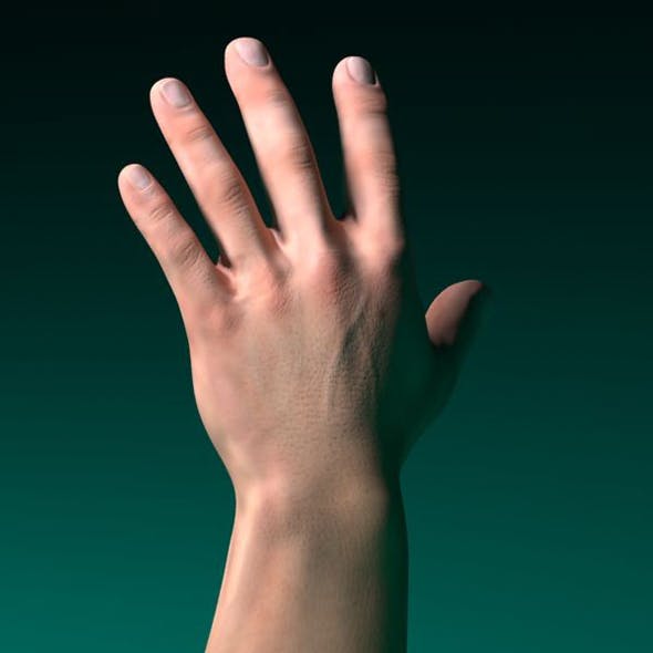 3D model human male hand