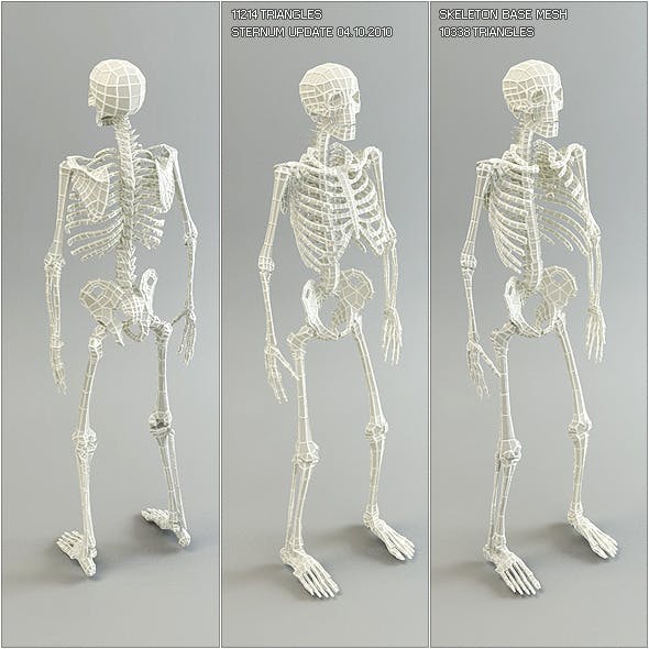 Low Poly Base Mesh Skeleton