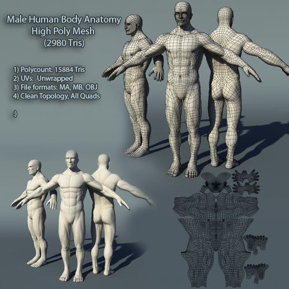 Male Human Body Anatomy High Poly Mesh