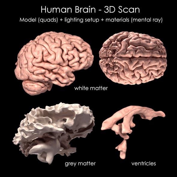 Human Brain 3D Scan Model