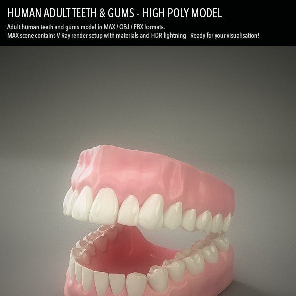 Teeth & Gums - Human Adult